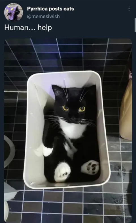 Cat Trapped in a Box