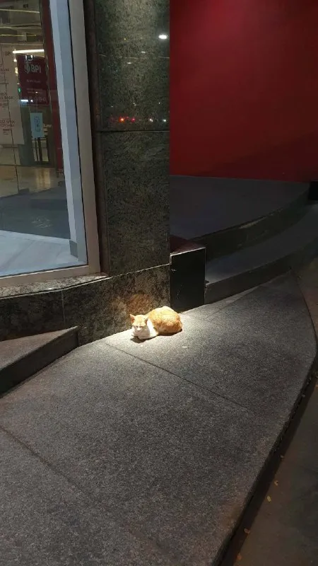 Кот в луче света