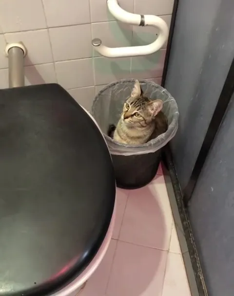 Кот в мусорном ведре