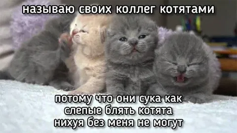 Котята без меня не могут