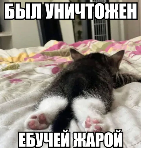 Кот, уничтоженный жарой