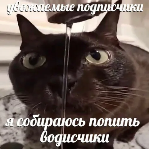 Кот пьёт водичку