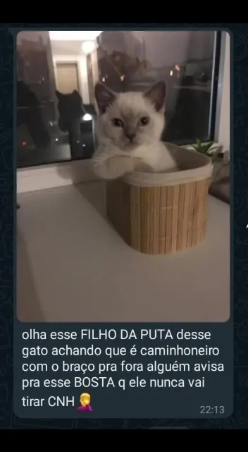 Gato caminhoneiro no cesto