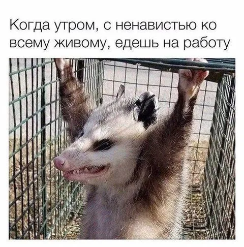 Утром ненавижу всё живое