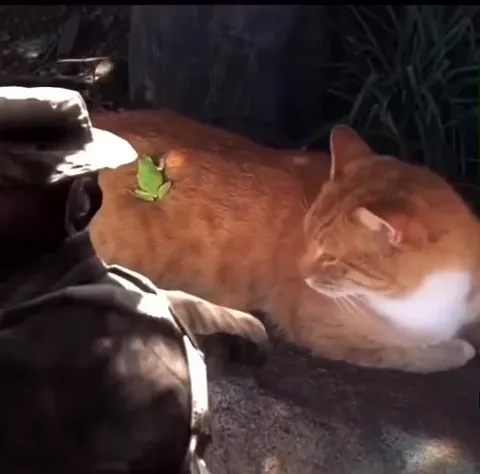 Кот играет в боулинг