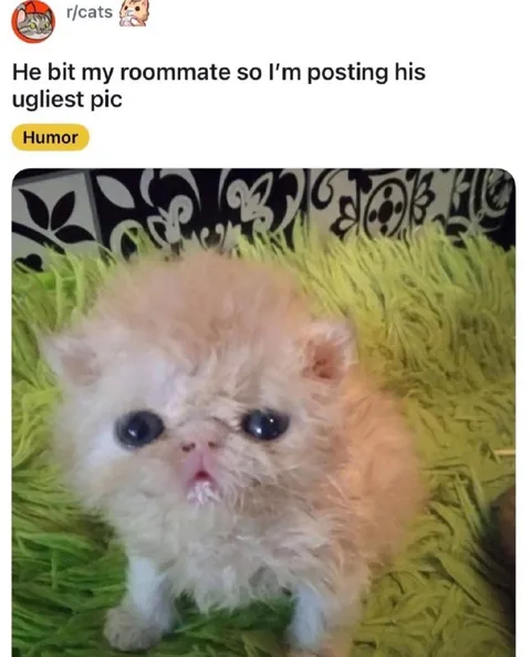 Ugliest Roommate Cat