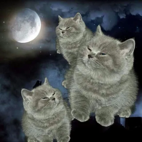 Три котёнка под луной