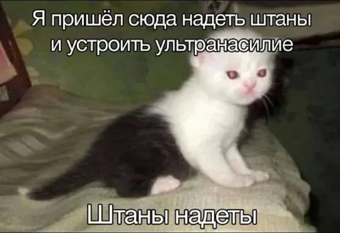Кот надел штаны