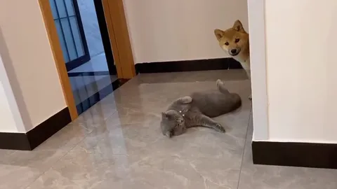 Кот и собака выясняют отношения