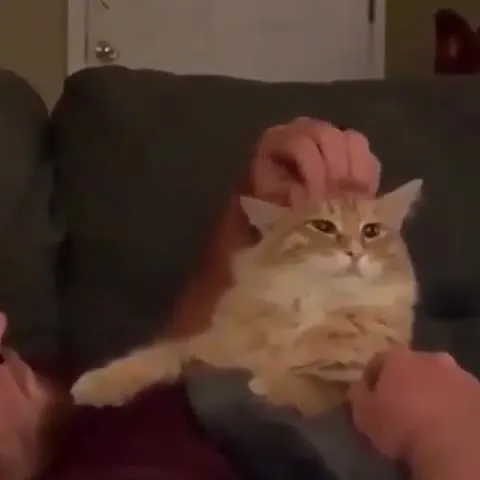 Кот внезапно запел