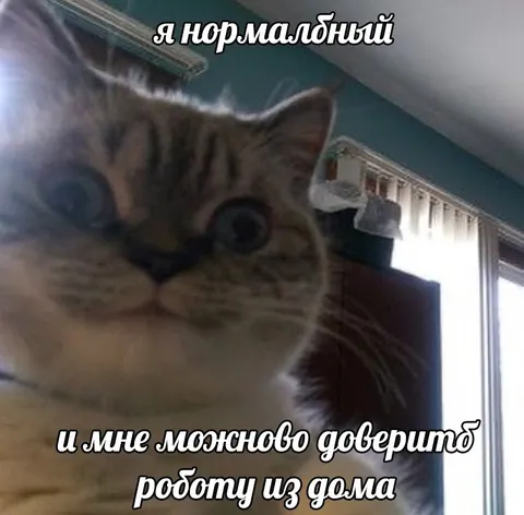 Нормальный кот на удалёнке