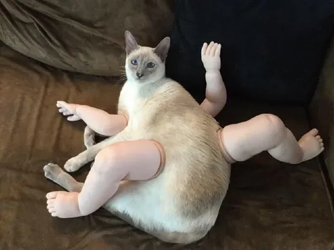 Кот с чужими руками и ногами