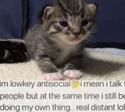 Lowkey Antisocial Kitten