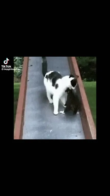 Кот не сдаётся на горке