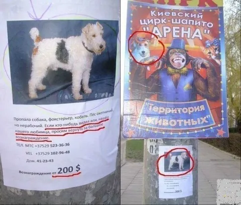Пропавший фокстерьер в цирке