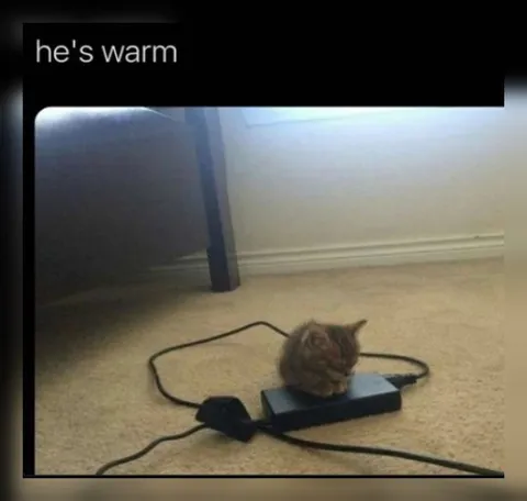 Cat Sitting on a Power Strip