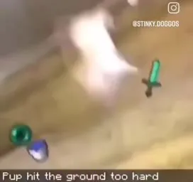 Puppy Hits the Ground Too Hard