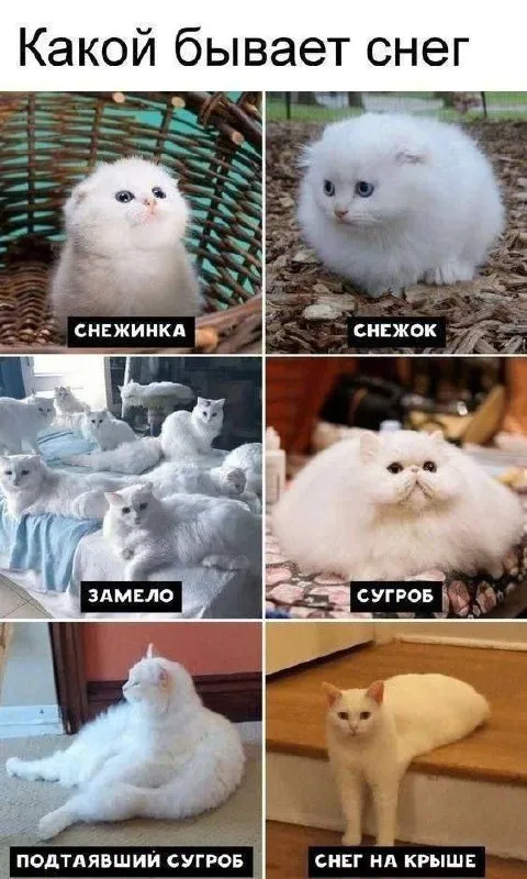 Какой бывает снег