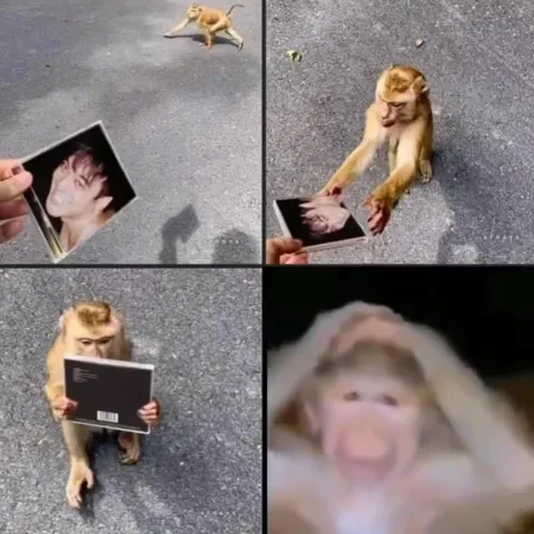 Обезьяна услышала Joji