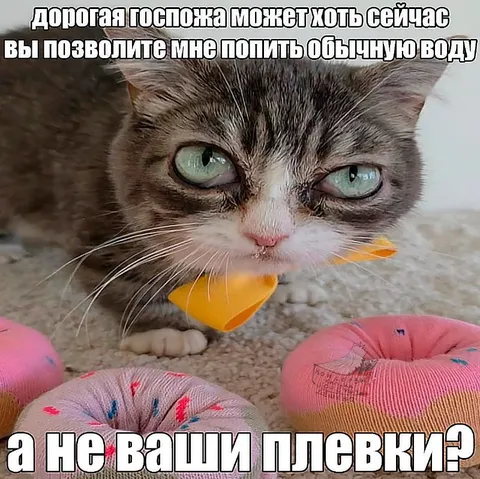 Кот просит обычную воду
