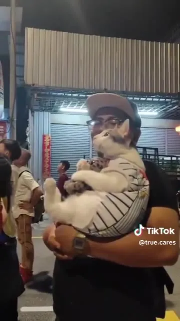 Кот смотрит фейерверк