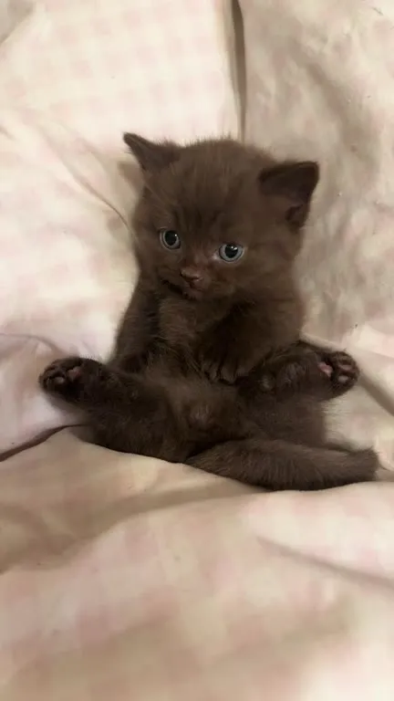 Котёнок реагирует на сигнал