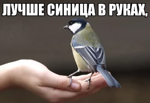 Синица в руках