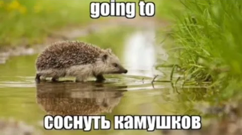 Ёжик идёт соснуть камушков
