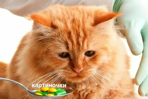 Котик принимает картиночки