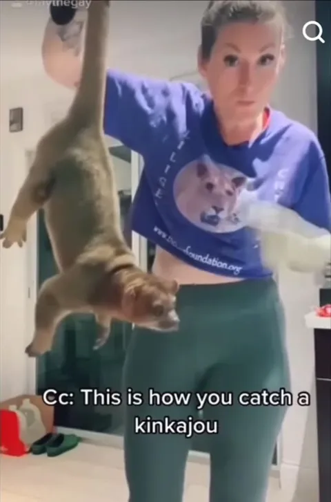 How You Catch a Kinkajou