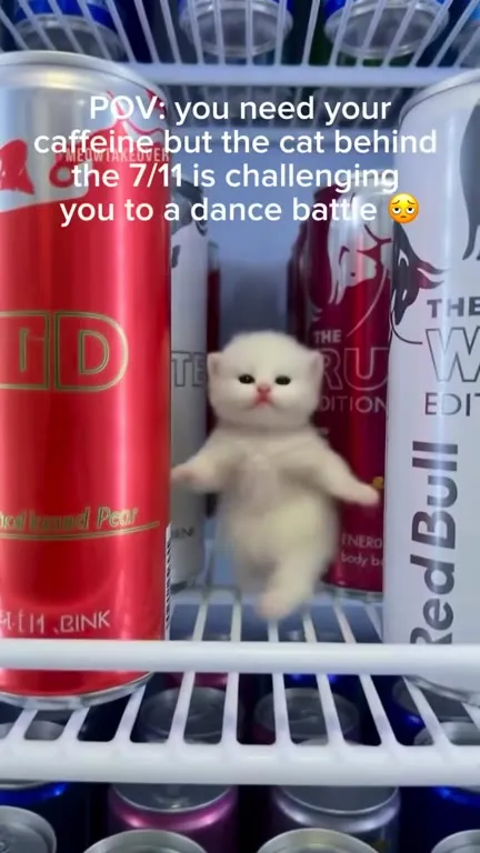 Cat Challenges You to Dance