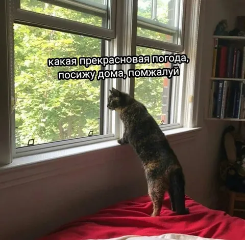 Кот просится остаться дома