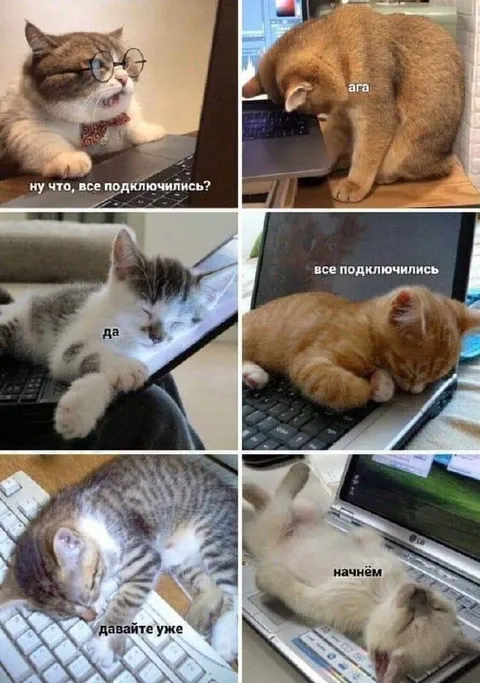 Коты на онлайн-собрании