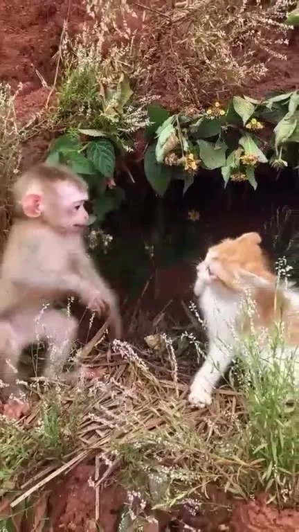 Обезьянка пристаёт к коту