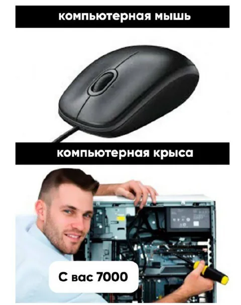 Компьютерная мышь и крыса