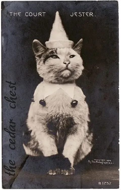 The Court Jester Cat