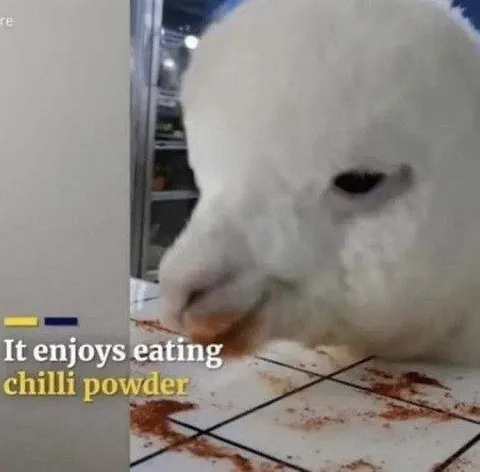 Bird Enjoys Chilli Powder