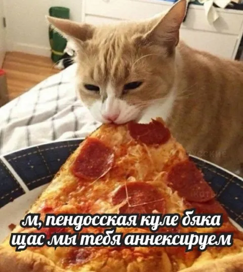 Кот аннексирует пиццу