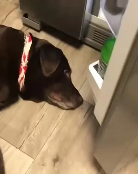 Собака в очках Deal With It