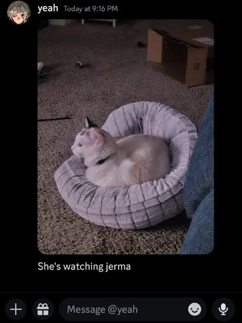 Cat Watching Jerma