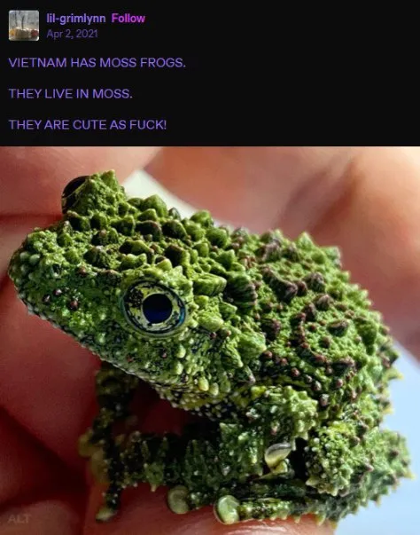 Vietnam Has Moss Frogs