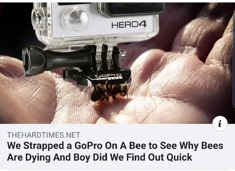 GoPro Camera on a Bee