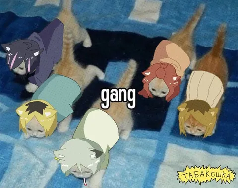 Кошачья банда с табакошкой