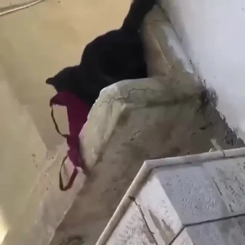 Кот крадёт красное бельё