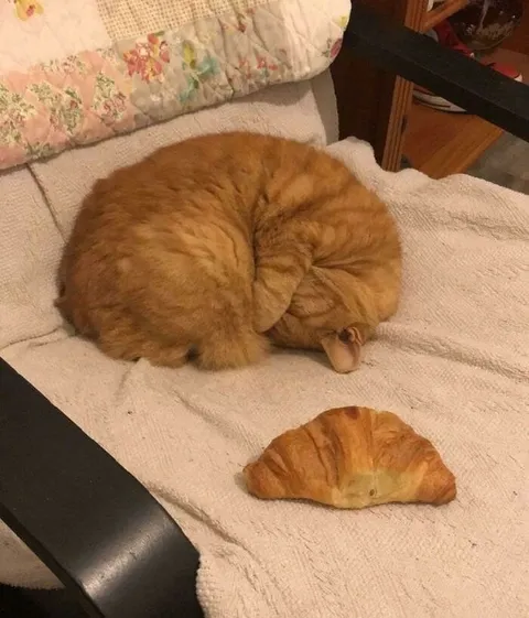 Кот, похожий на круассан