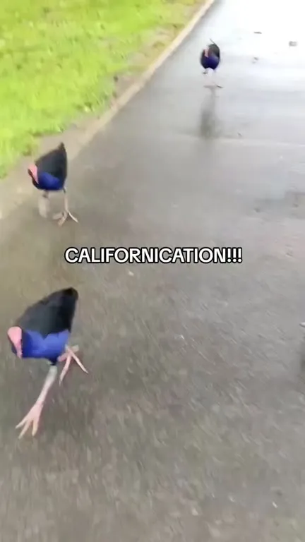 Purple Swamphens Singing Californication