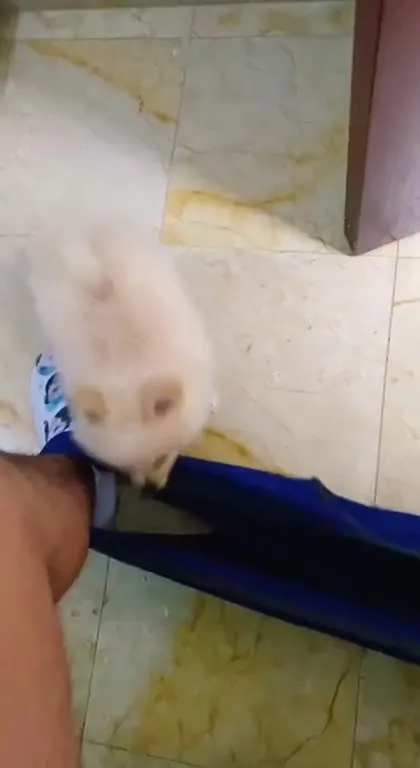 Котёнок убегает после пука
