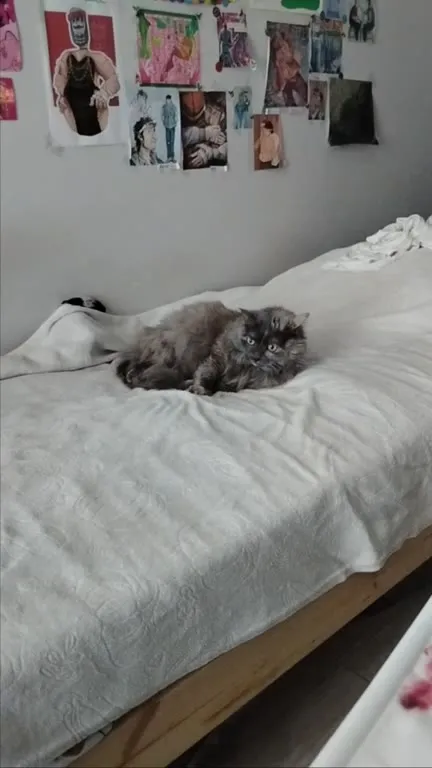 Кот распластался на кровати