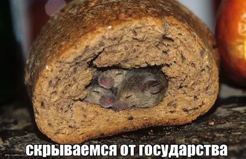 Мыши скрываются от государства