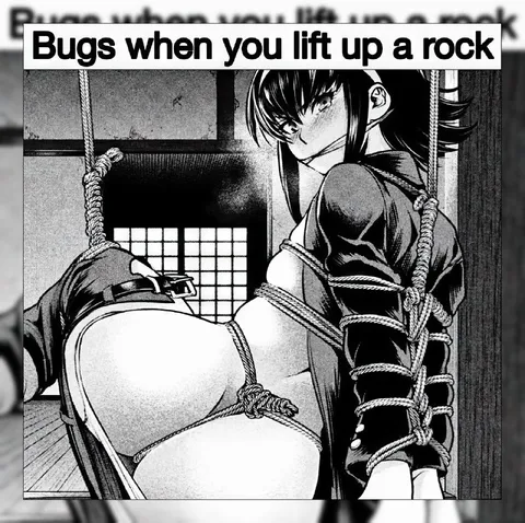 Bugs Under a Rock